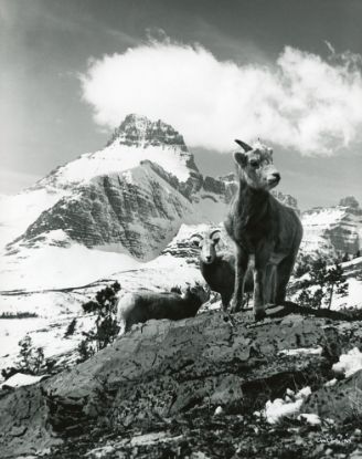 Picture of Bighorn Sheep Lambs