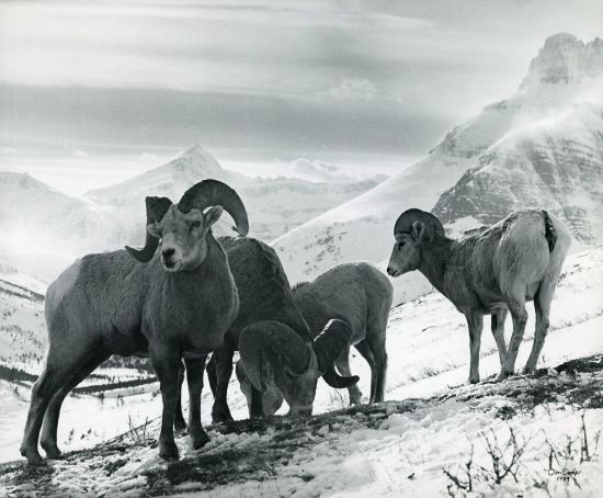 Picture of Bighorn Sheep Herd