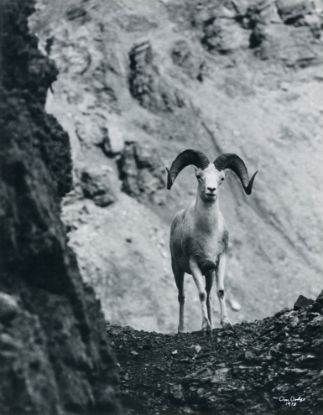 Picture of Dall Sheep